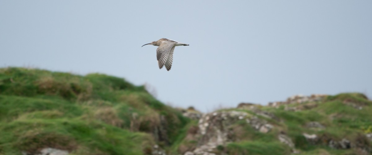 Curlew at Lunga